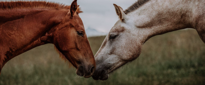 two horses